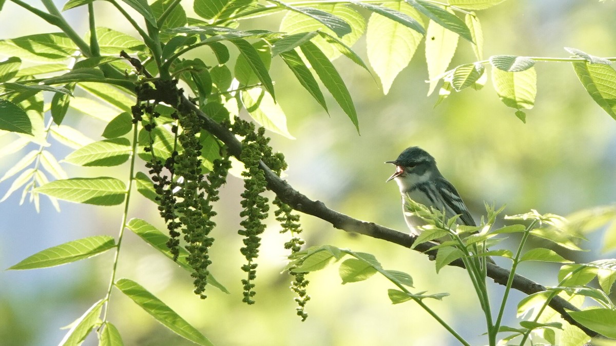 Cerulean Warbler - ML635472576