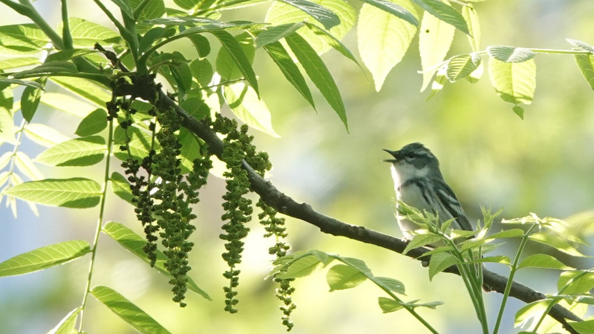 Cerulean Warbler - ML635472577