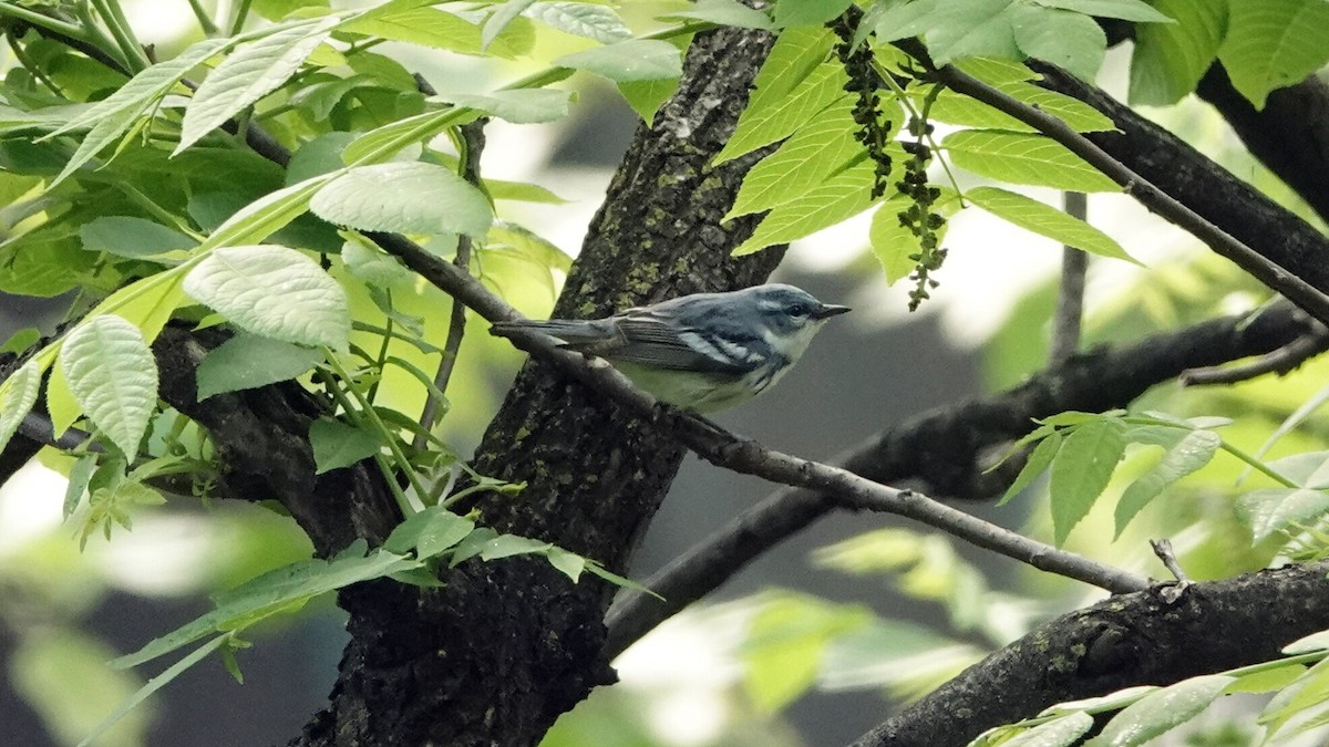 Cerulean Warbler - ML635472578