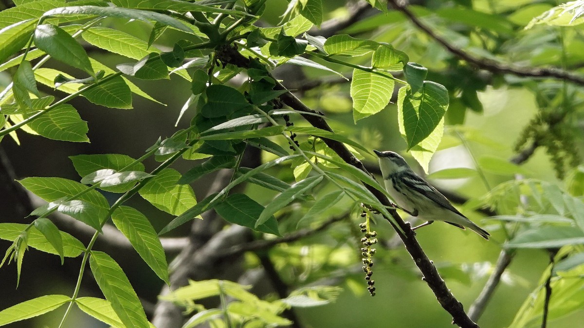 Cerulean Warbler - ML635472579