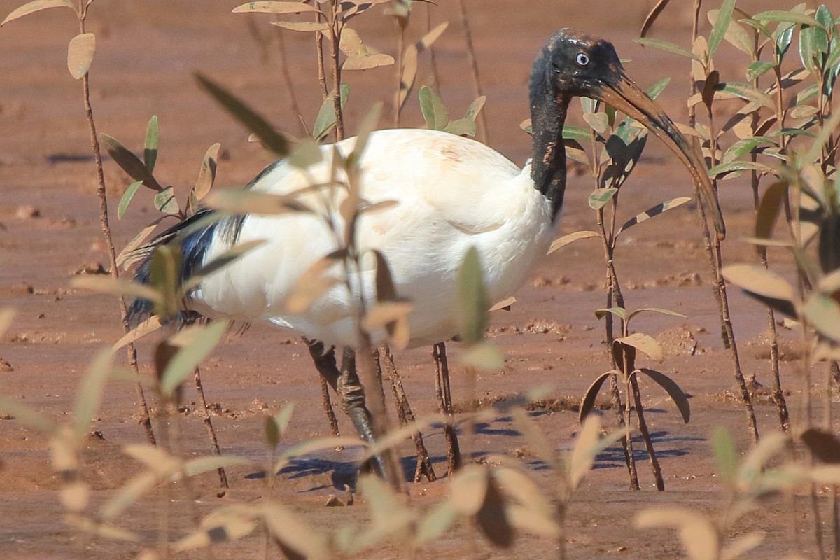 Malagasy Sacred Ibis - ML635472664