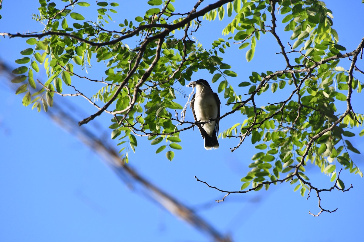 Eastern Kingbird - ML635472677