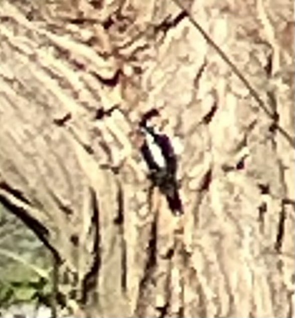 Yellow-bellied Sapsucker - ML635472679