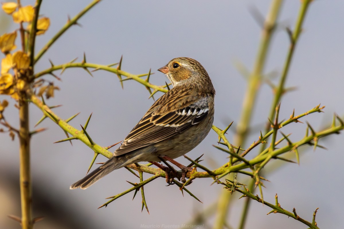 Mourning Sierra Finch - ML635472799
