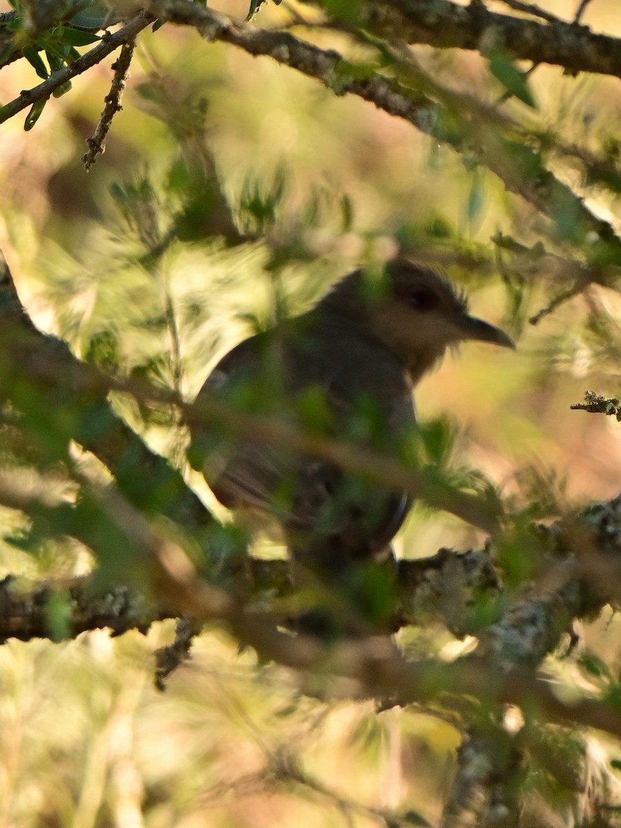 Ash-colored Cuckoo - ML635472815