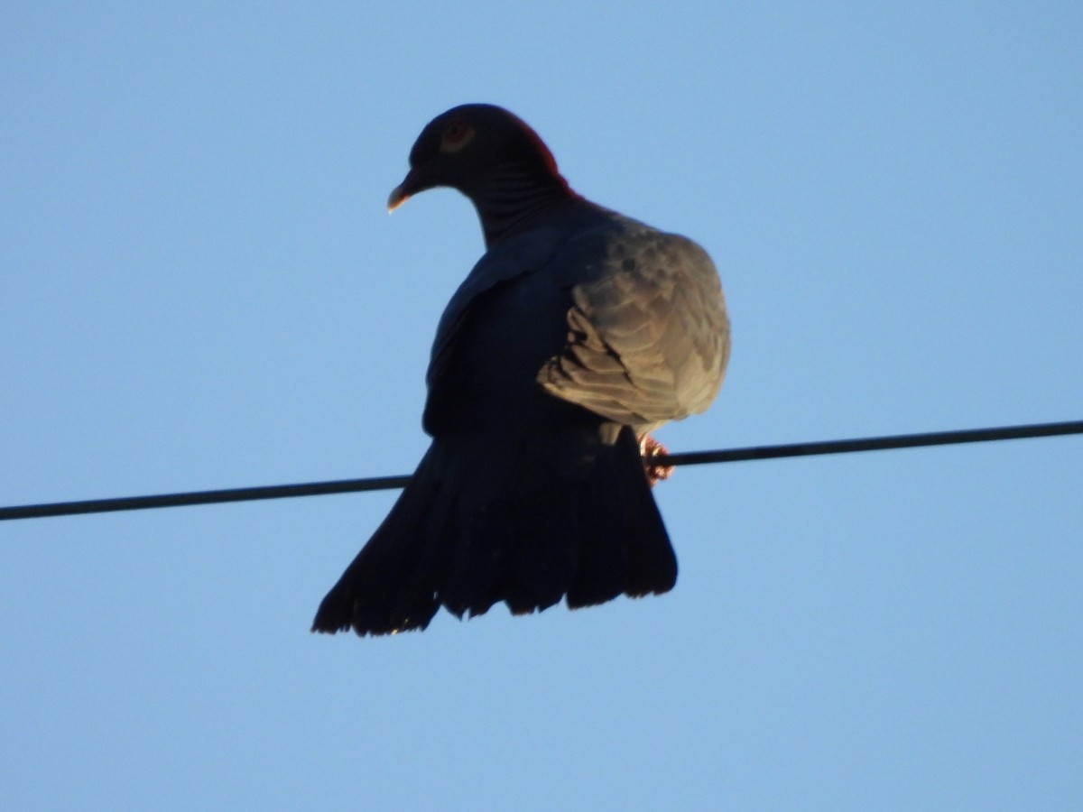 Scaly-naped Pigeon - ML635472866