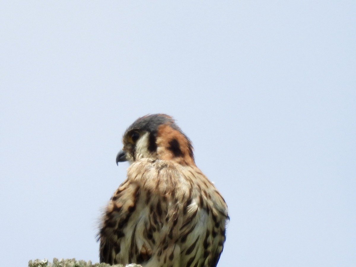 American Kestrel - ML635472897