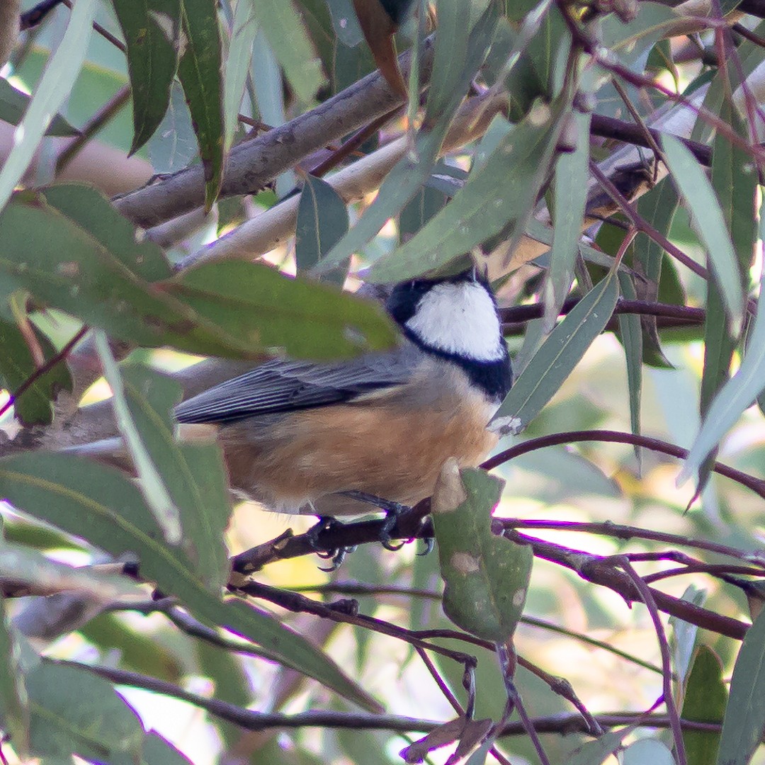 Rufous Whistler - ML635472898