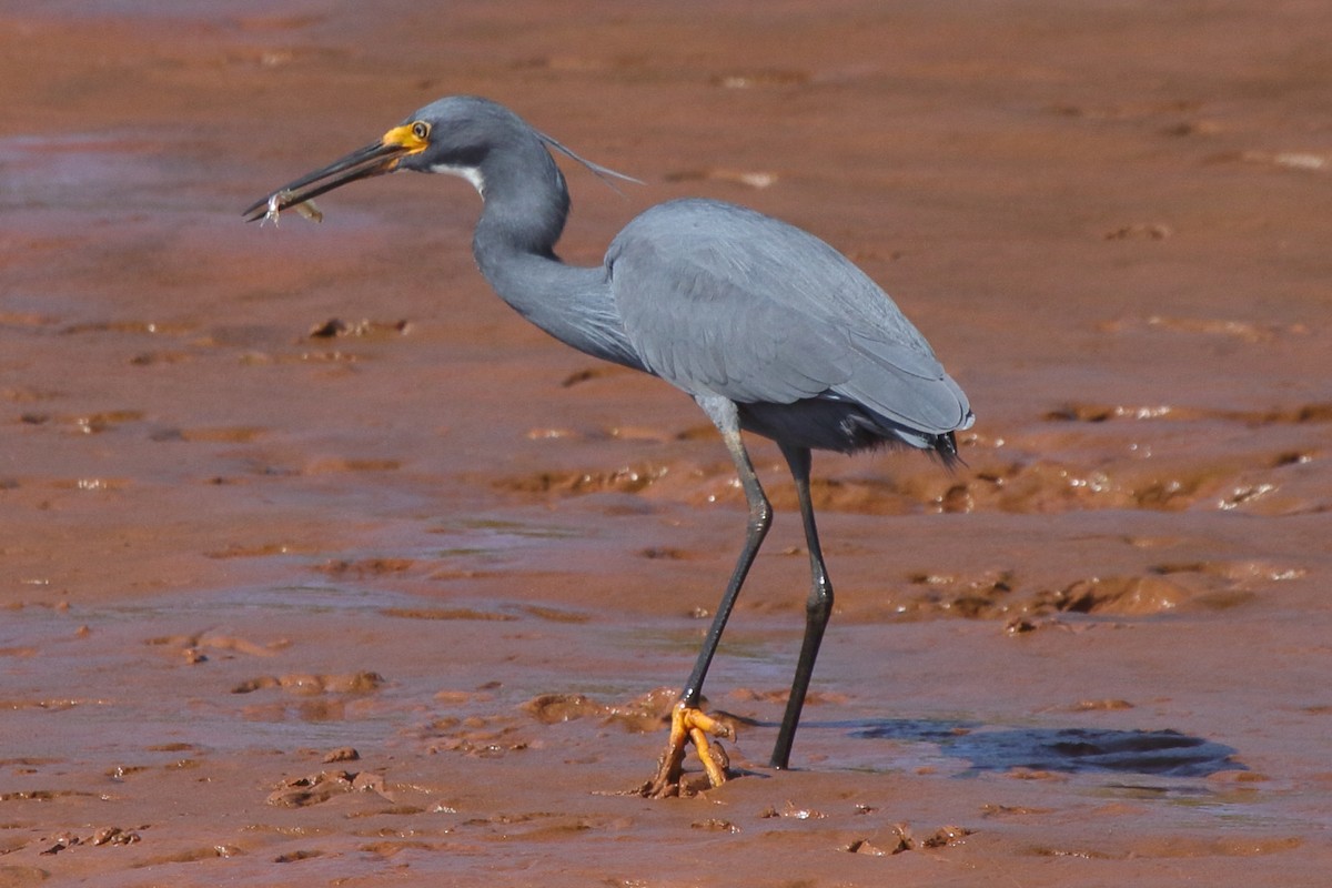 Koartzatxo txikia (dimorpha) - ML635472916