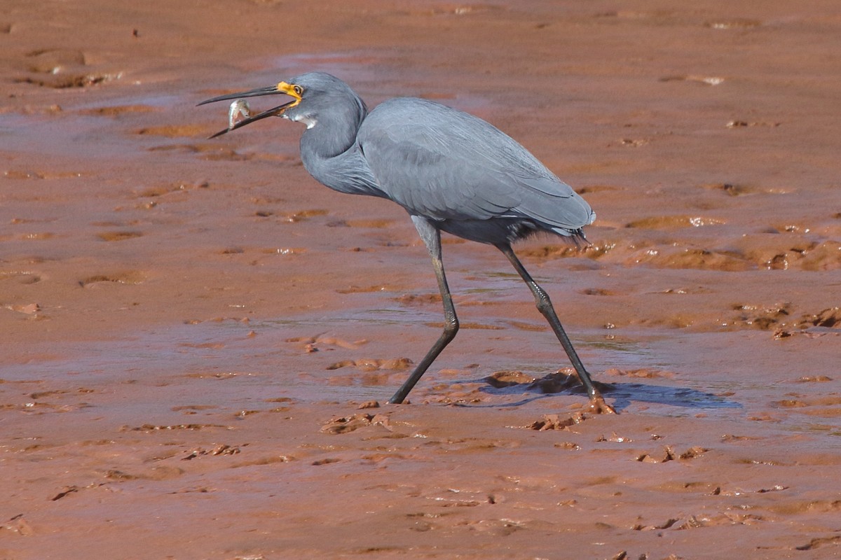 Koartzatxo txikia (dimorpha) - ML635472933