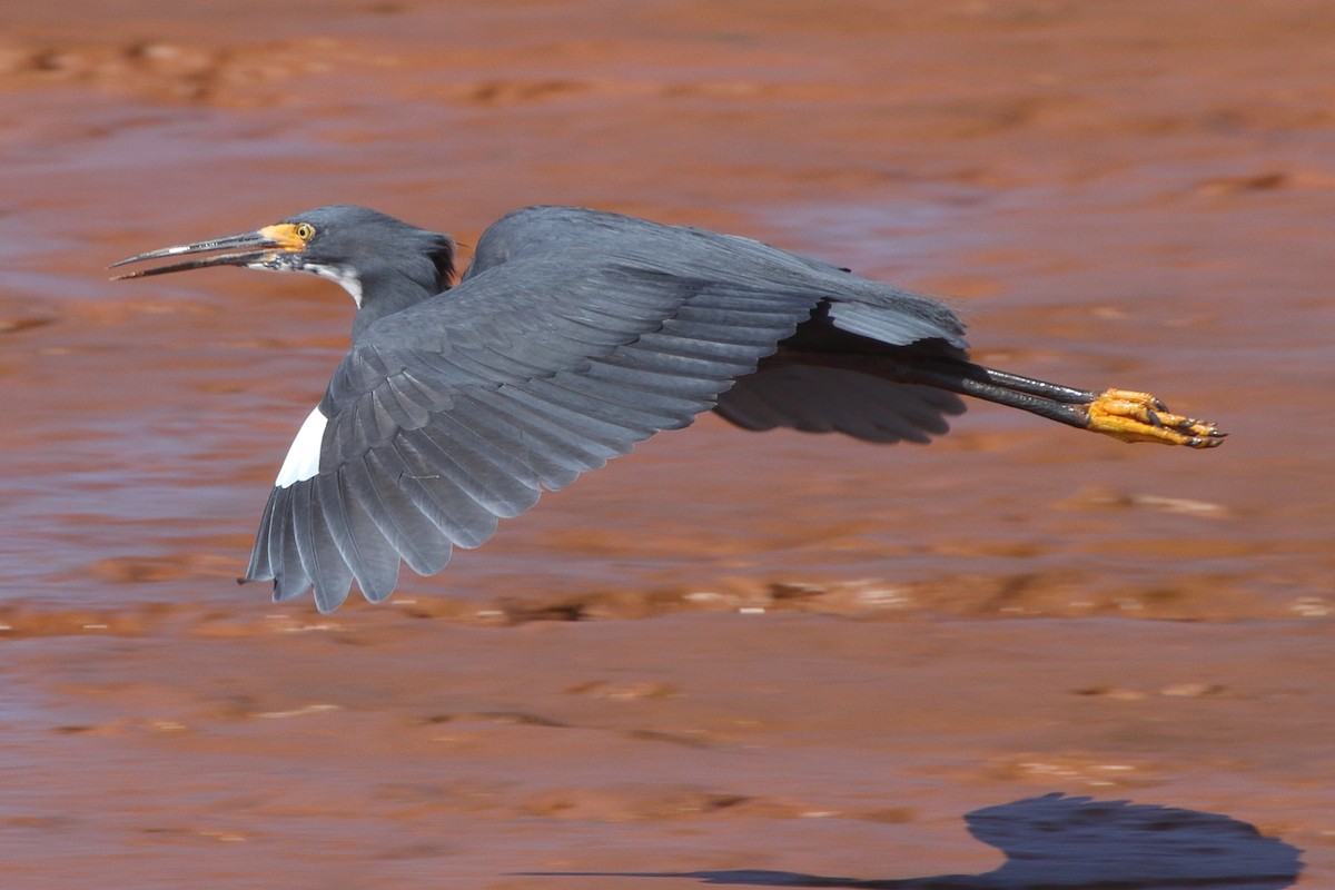 Koartzatxo txikia (dimorpha) - ML635472938