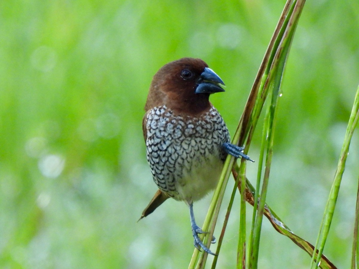 Scaly-breasted Munia - ML635472946