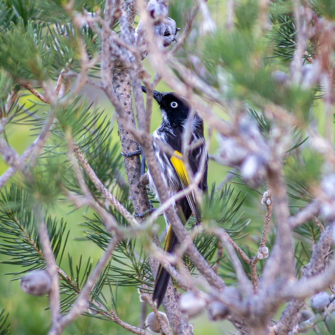 New Holland Honeyeater - ML635472991