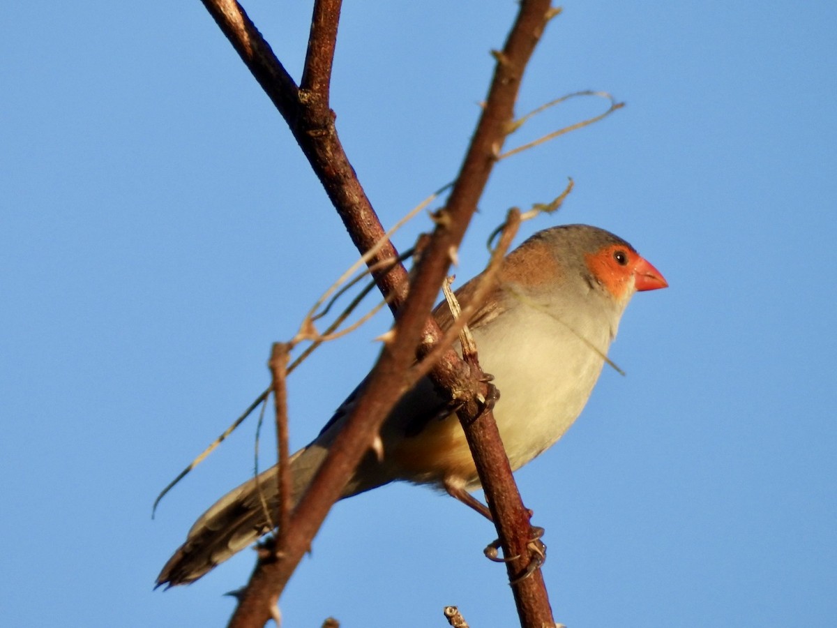 Orange-cheeked Waxbill - ML635472995