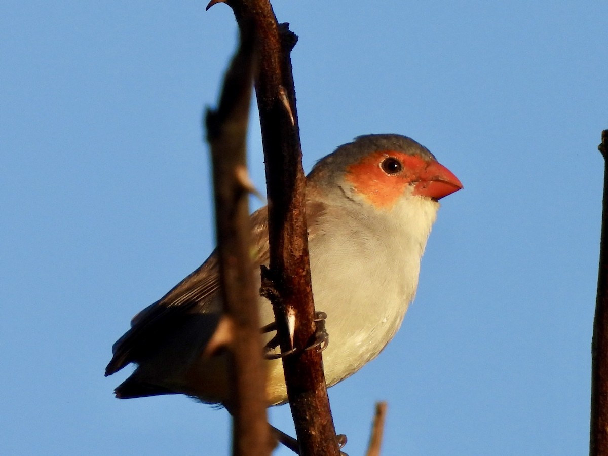 Orange-cheeked Waxbill - ML635472996