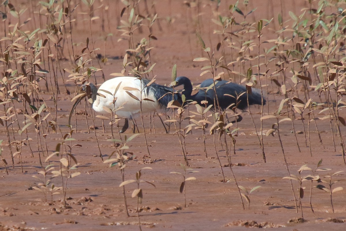 Malagasy Sacred Ibis - ML635472998