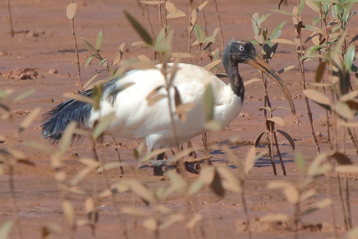 Malagasy Sacred Ibis - ML635473000