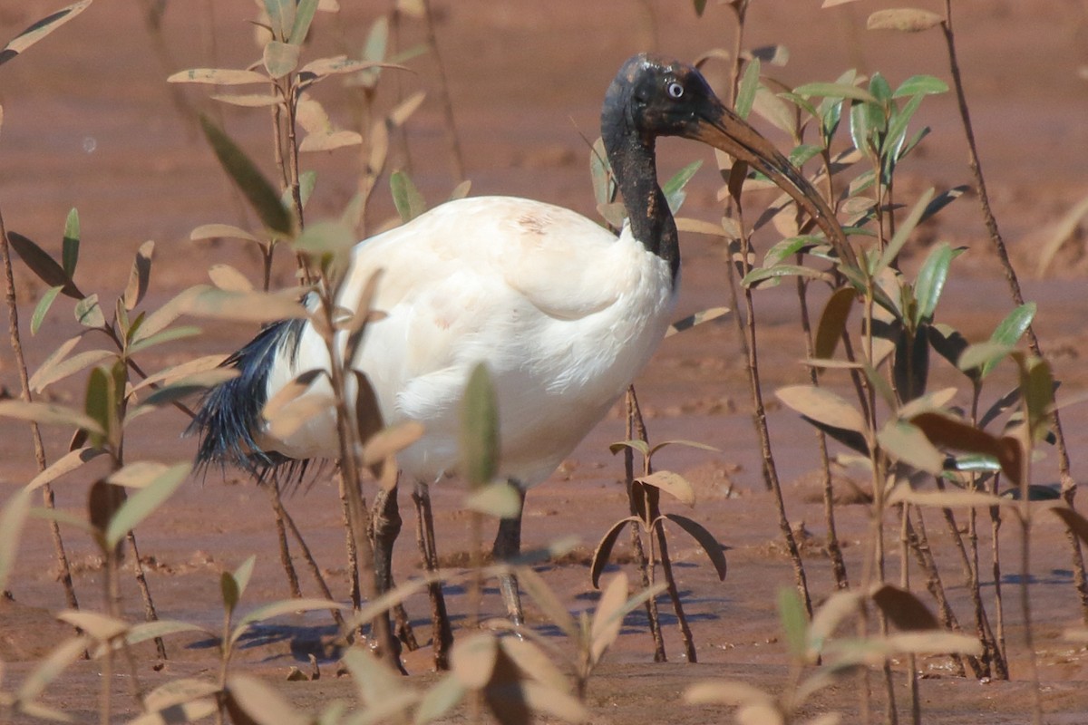 Malagasy Sacred Ibis - ML635473005