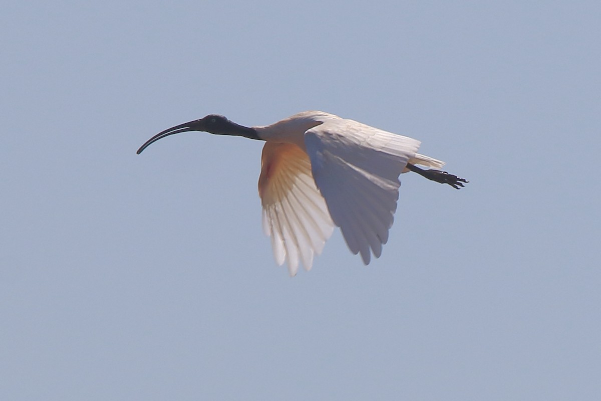 Malagasy Sacred Ibis - ML635473013