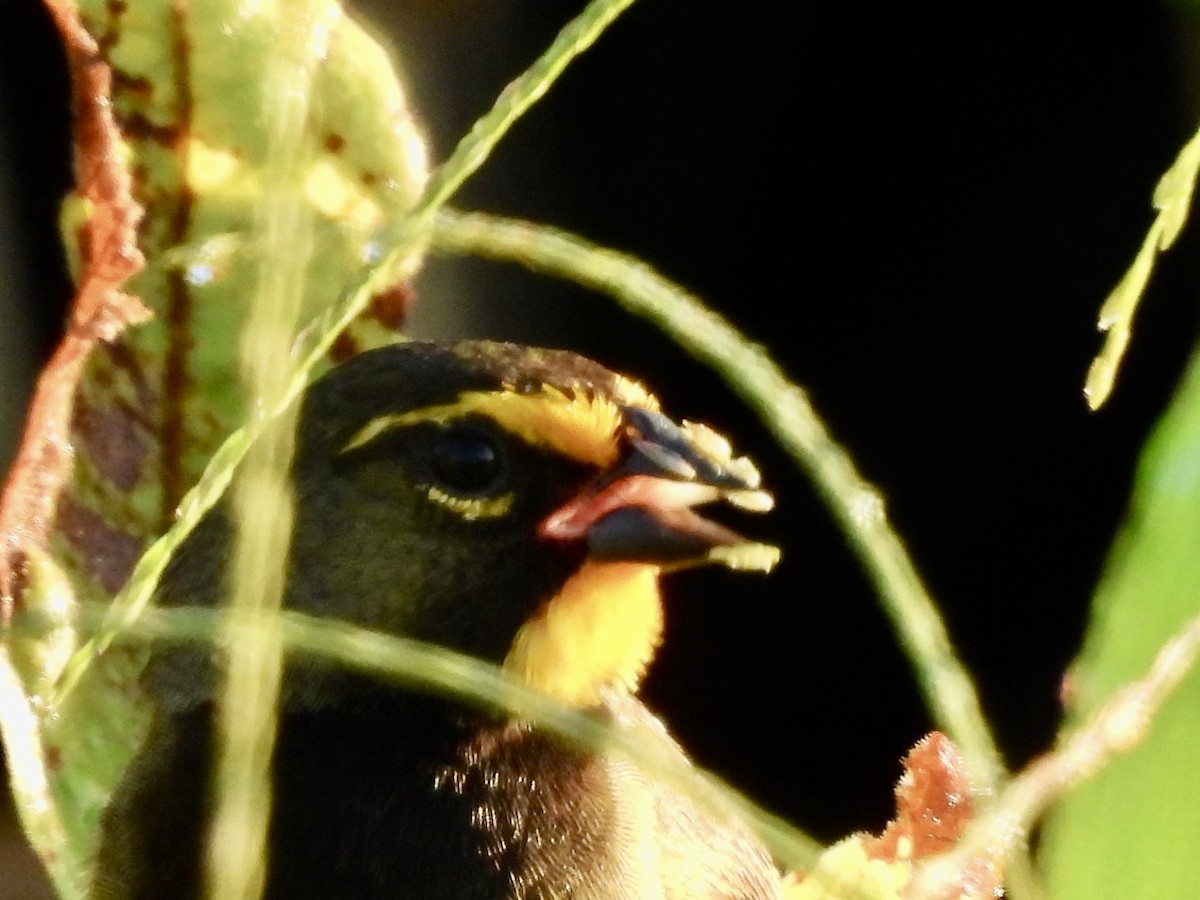 Yellow-faced Grassquit - ML635473039