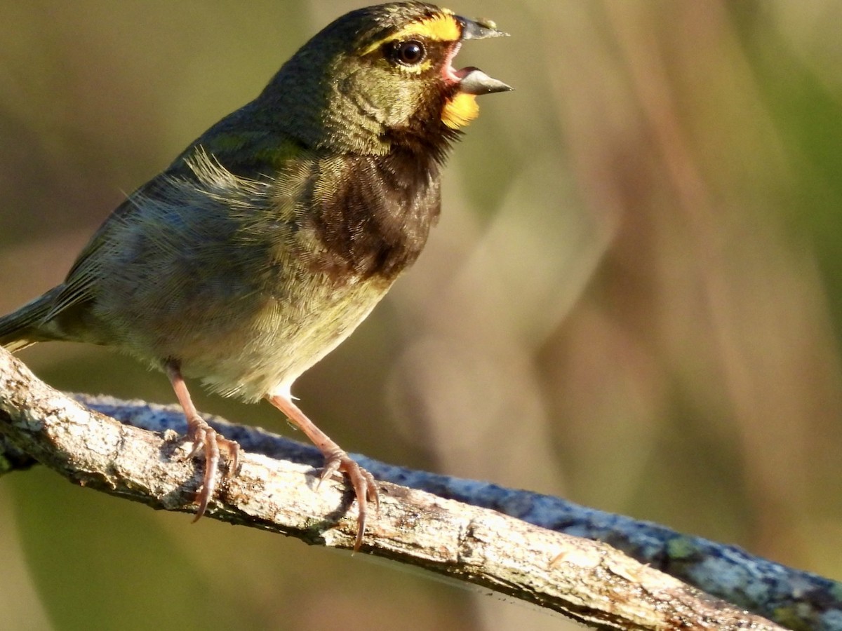 Yellow-faced Grassquit - ML635473040