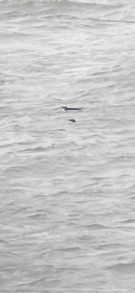 Razorbill - ML635473057