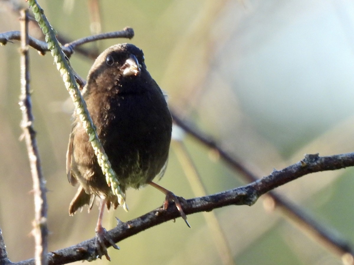 Black-faced Grassquit - ML635473158