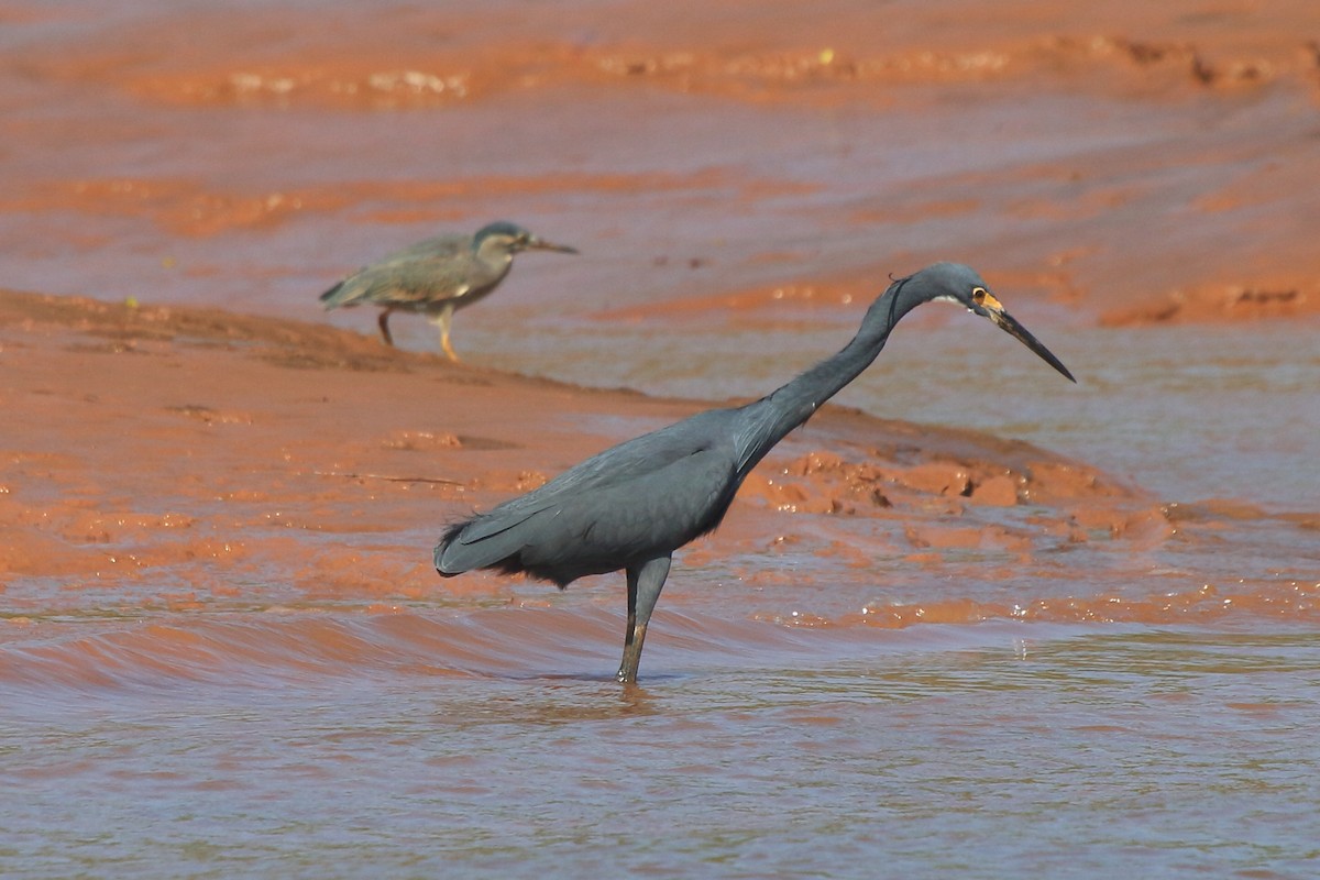 Striated Heron (Old World) - ML635473159