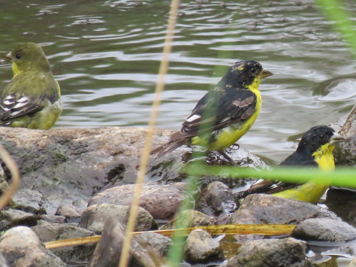 Lesser Goldfinch - ML635473175