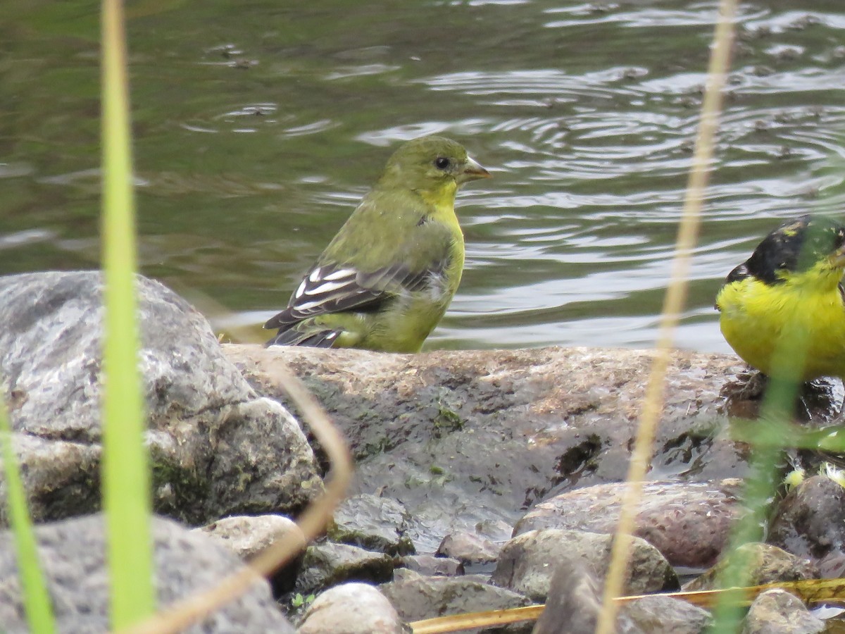 Lesser Goldfinch - ML635473177