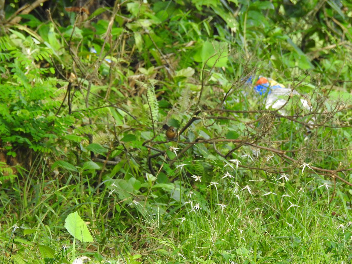 Large-billed Seed-Finch - ML635473183