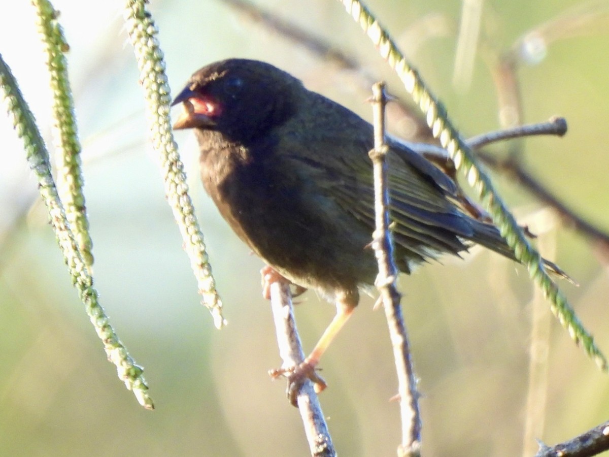 Black-faced Grassquit - ML635473209