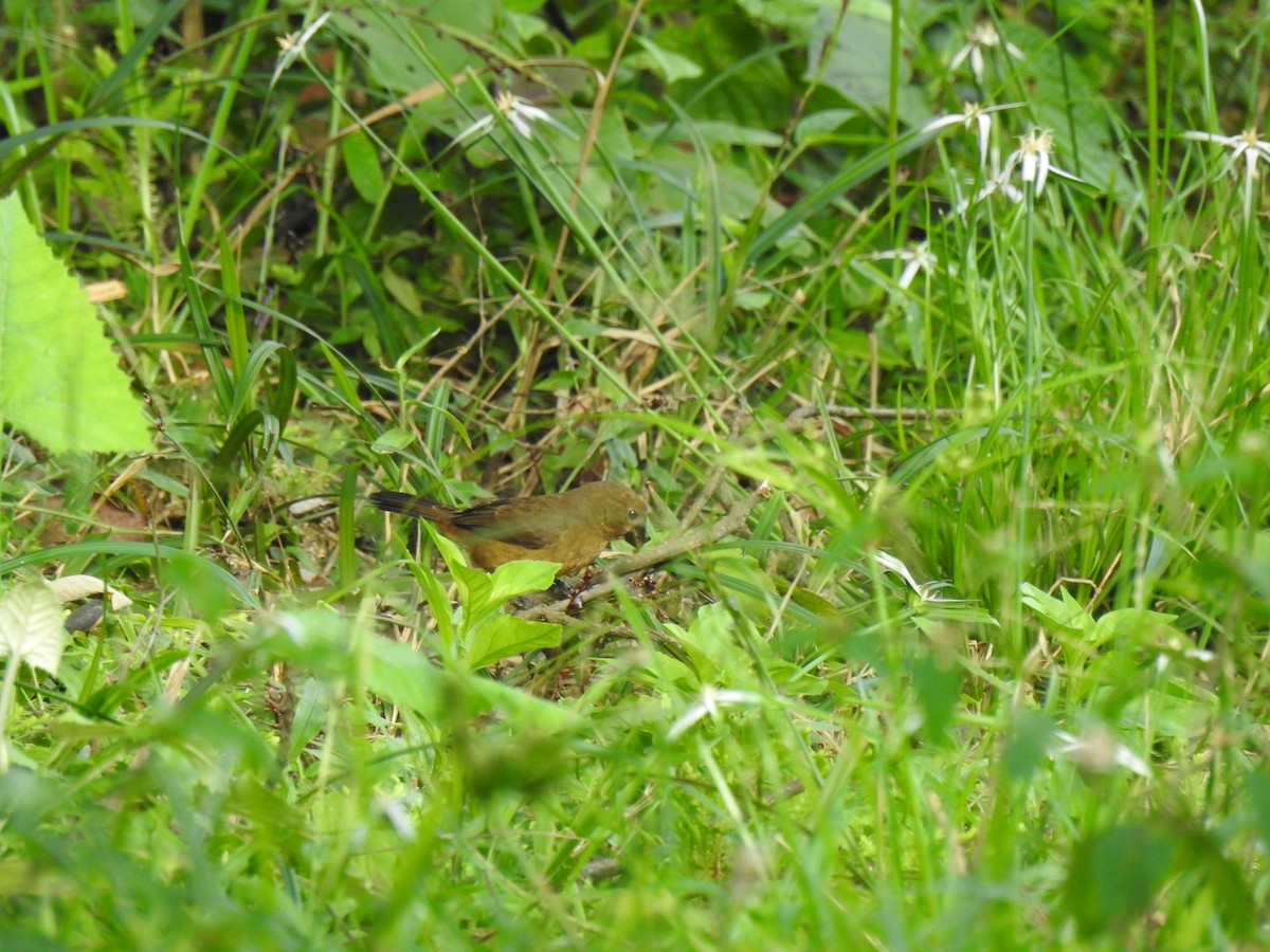 Large-billed Seed-Finch - ML635473229