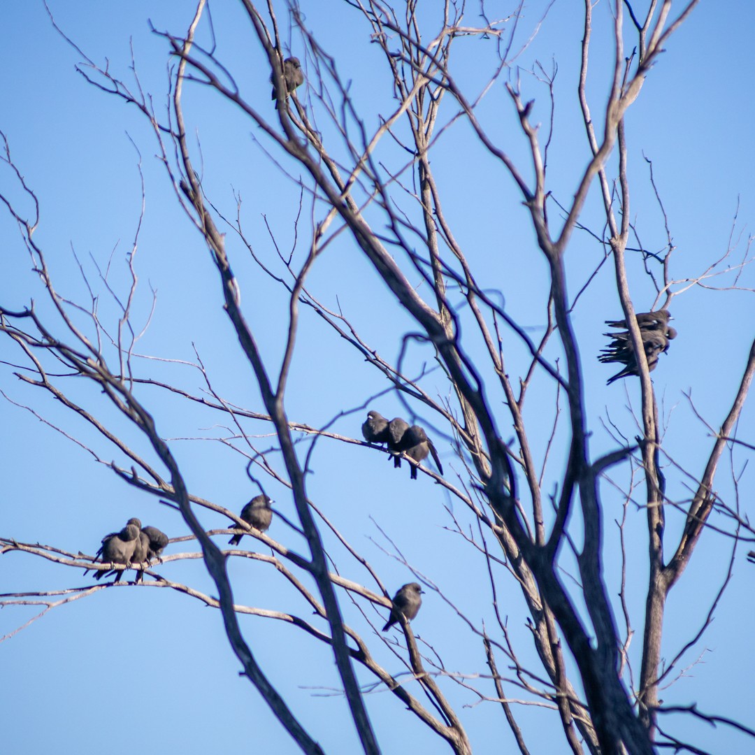 Dusky Woodswallow - ML635473272