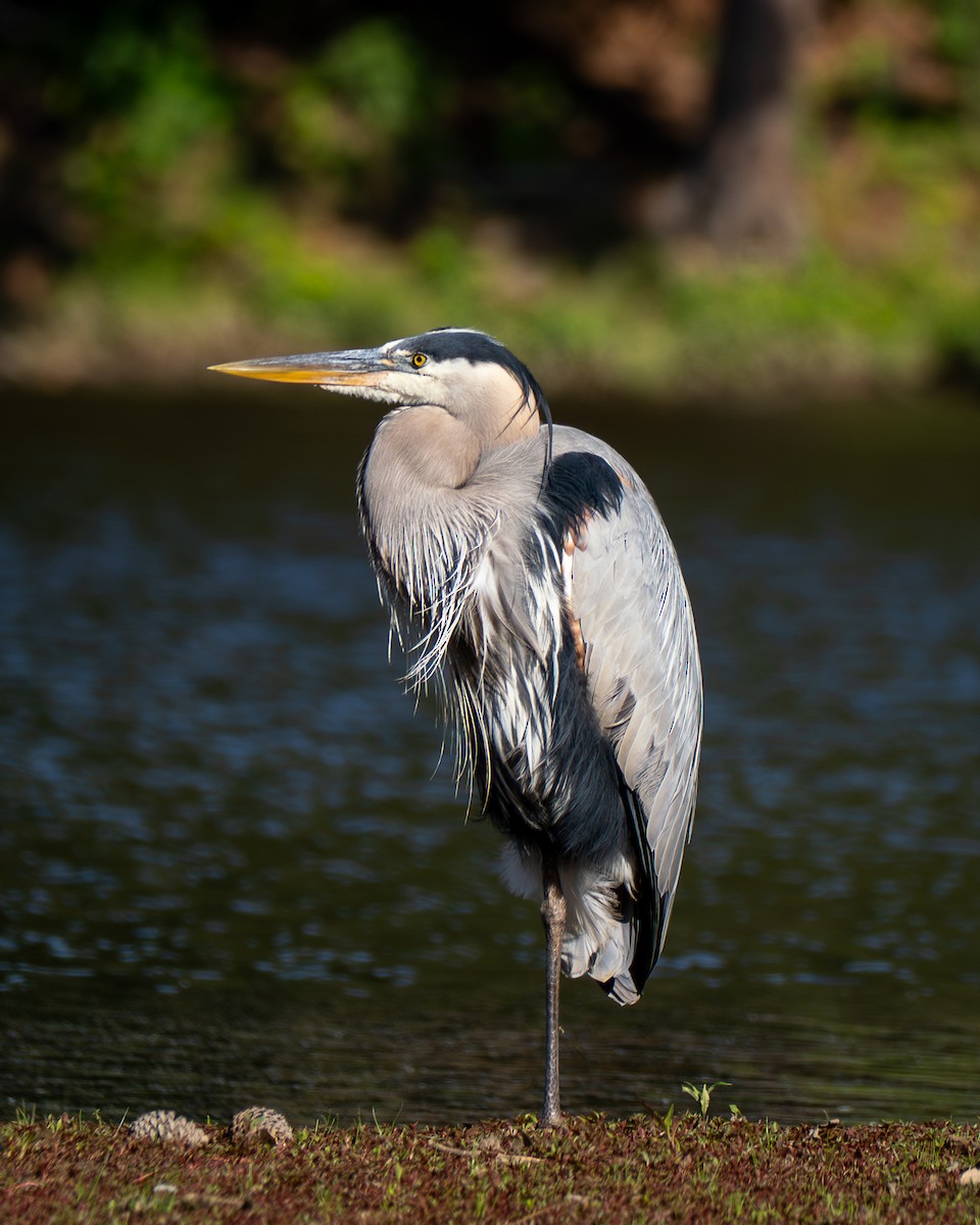 Great Blue Heron - ML635473289