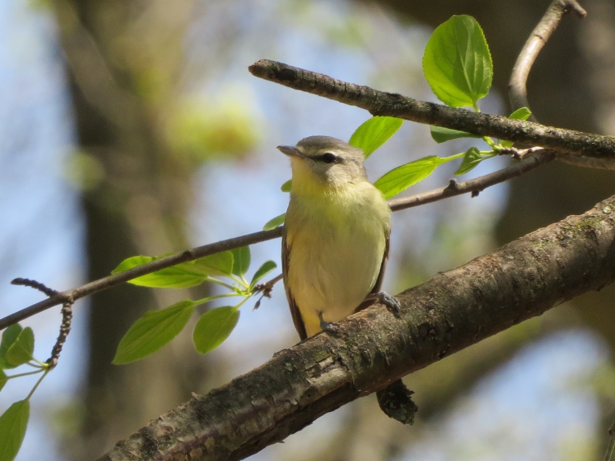 Philadelphia Vireo - ML635473334