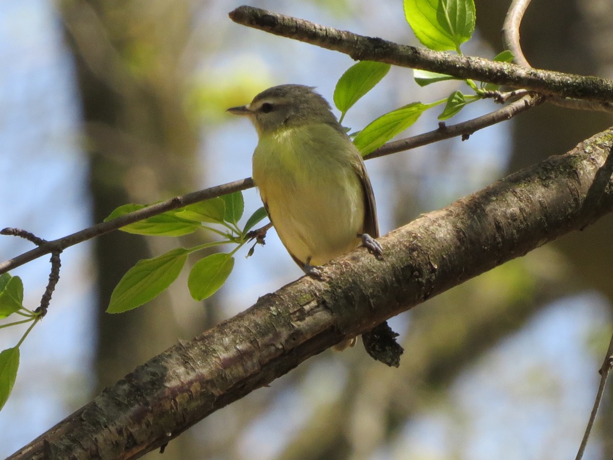 Philadelphia Vireo - ML635473335
