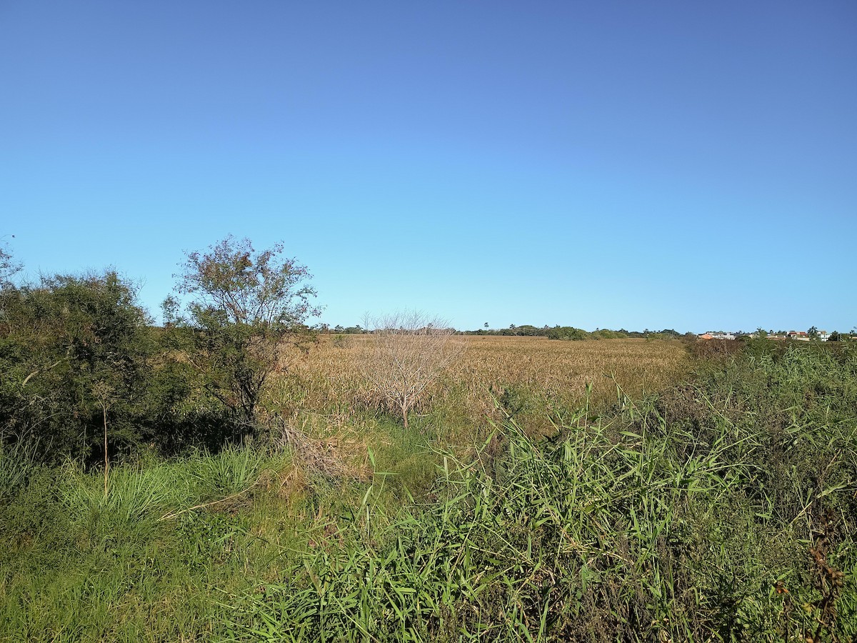 null - ML635473400