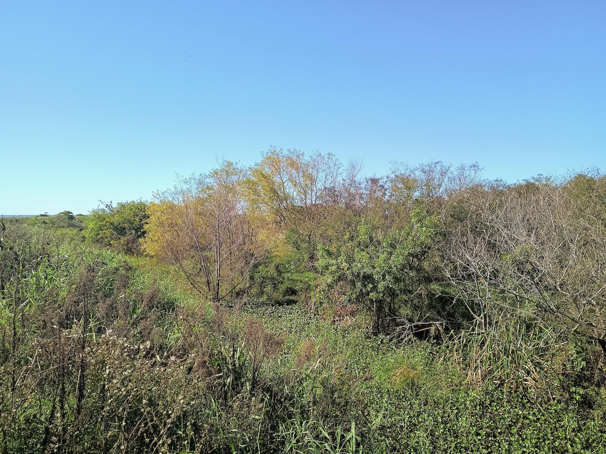 null - ML635473401