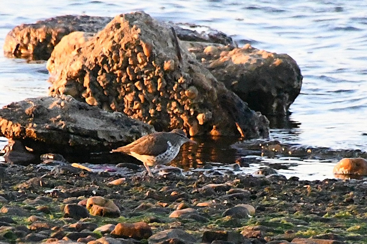 Spotted Sandpiper - ML635473410
