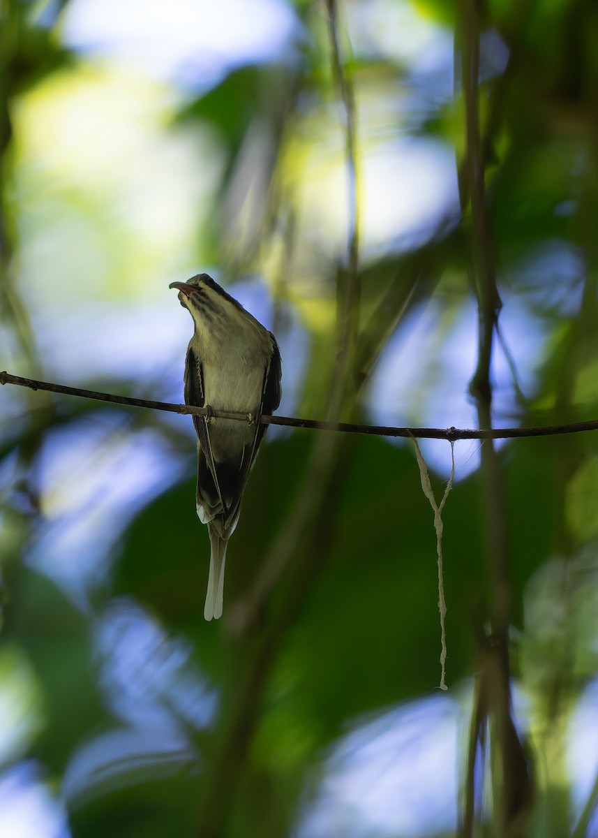 Pale-bellied Hermit - ML635473438