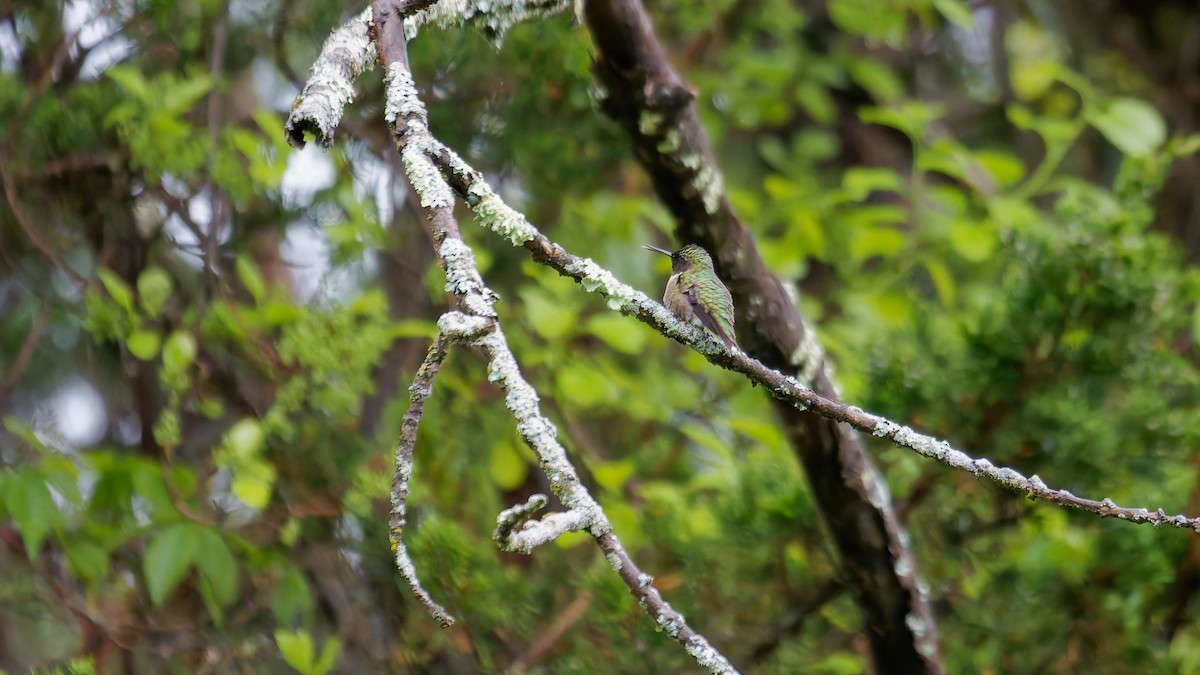 Ruby-throated Hummingbird - ML635473452