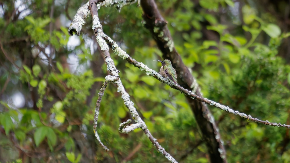 Ruby-throated Hummingbird - ML635473453