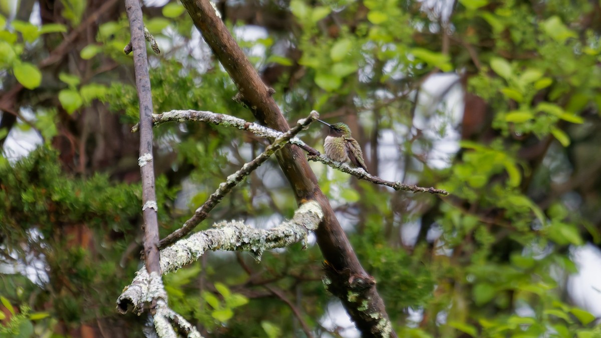 Ruby-throated Hummingbird - ML635473454