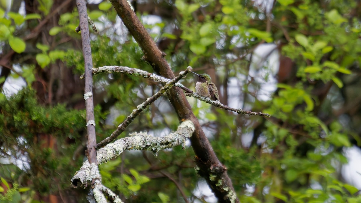 Ruby-throated Hummingbird - ML635473455