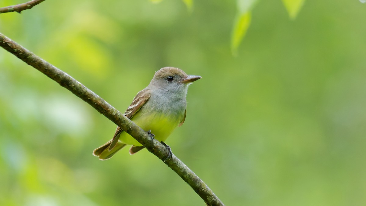Great Crested Flycatcher - ML635473477