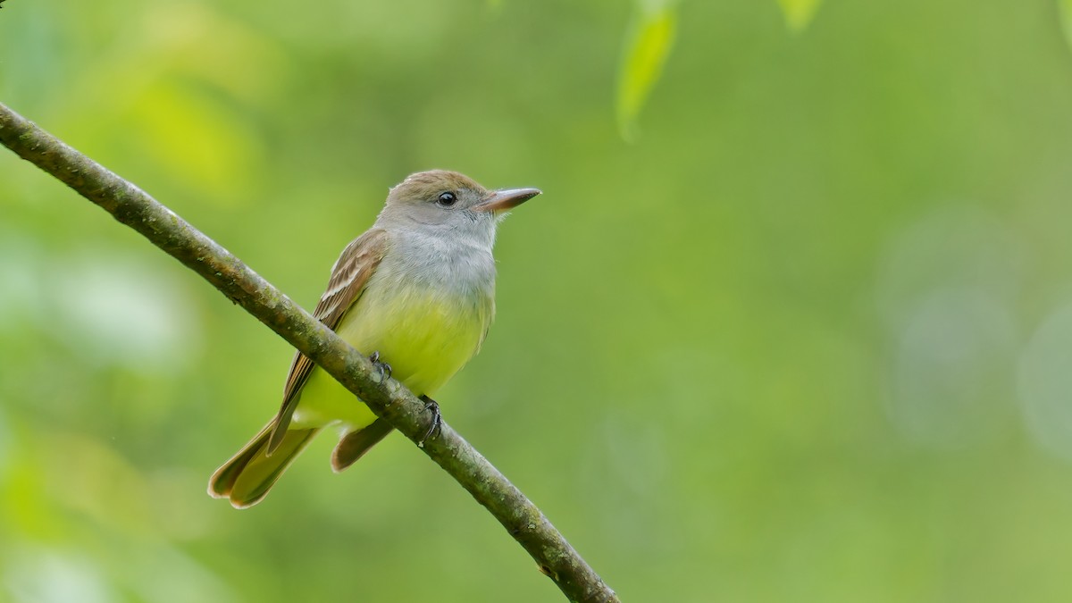 Great Crested Flycatcher - ML635473478