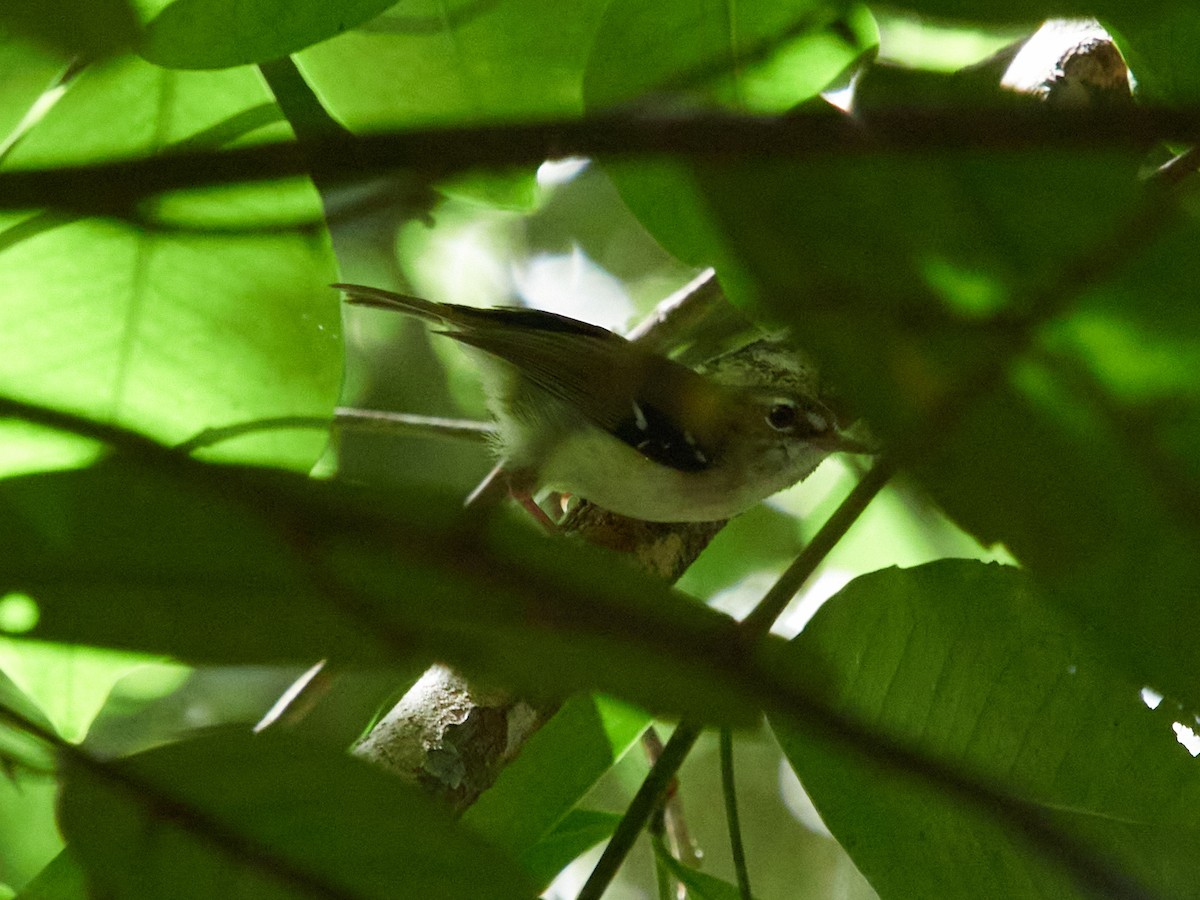 Tropical Scrubwren - ML635473508
