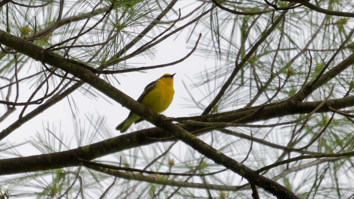 Blue-winged Warbler - ML635473533