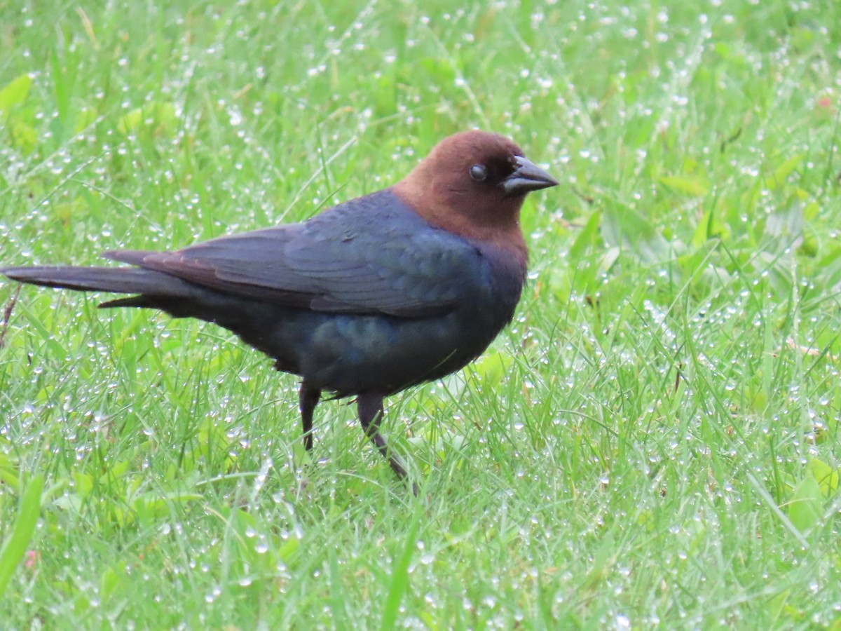 Brown-headed Cowbird - ML635473536